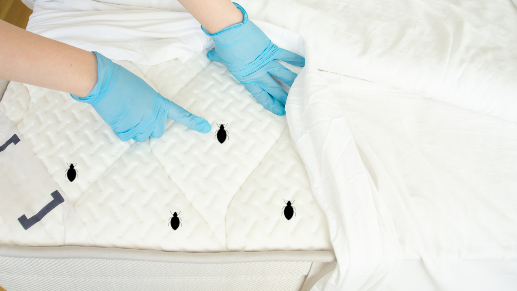 Best Bed Bugs Removal in Orange services